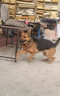 سگ ژرمن شپر آلمان اصل  ماده  نگهبان چل چل