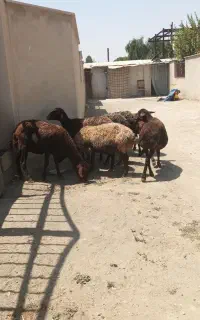 میش برای قربانی