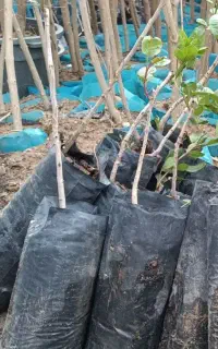 کبوده زردآلو قرمز و گیلاس ...