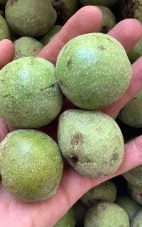 گردو تازه مغز دار