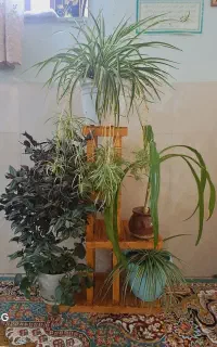 استند گل