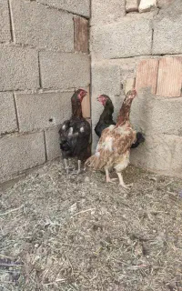 مرغ لاری اصل