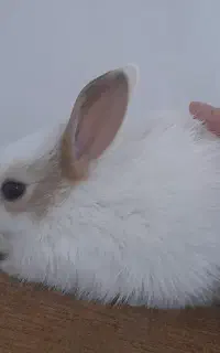 بچه خرگوش
