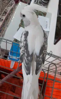 عروس هلندی