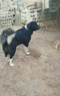 دو سگ قدرجونی نر