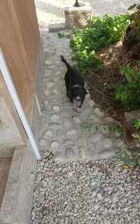 سگ اشپیز