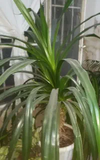 گل طبیعی پانداتوس