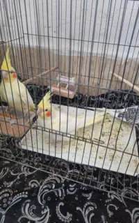 عروس هلندی