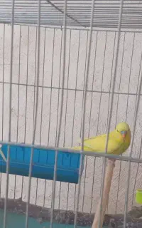 جفت مرغ عشق دستی