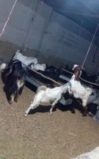کهره چاق