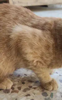 بچه گربه