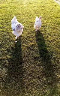 مرغ وخروس  برهما