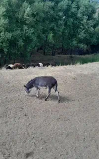 کره الاغ نره خر