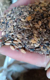 کاشفه(دان کبوتر)