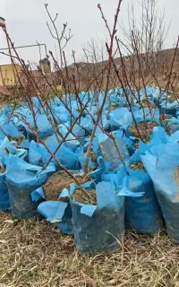 نهال شلیل ردگلد گلدانی