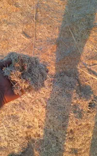 کاه گندم دیم