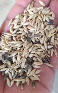 جو  شیش پر