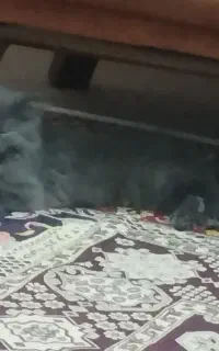 گربه اسکاتیش ۳ماهه