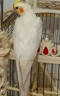 گمشده عروس در نوبهار