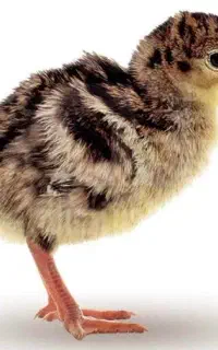 جوجه بوقلمون یک روزه