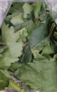 برگ انگور