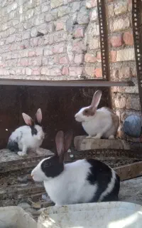 خرگوش