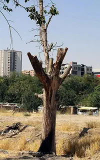 برش درخت.فقط خشک.حرس کاری. حمل و نقل نخاله درخت.