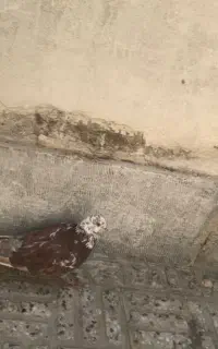کفتر گرفتنی قلمکار