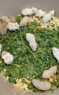 همستر بالغ
