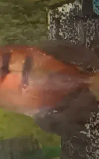 کالر