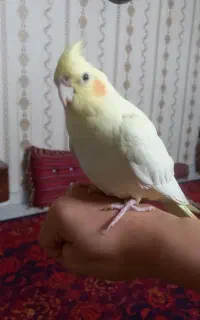 عروس هلندی گمشده