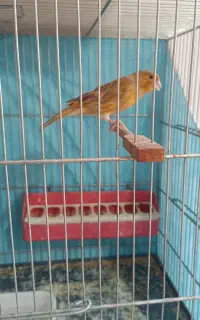 قناری نر و ماده