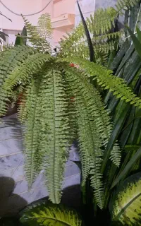 گل فروشی