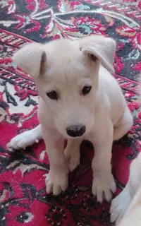سگ  نژاد دار  گوش راست بسیار بازیگوش و زرنگ