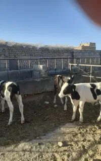 گوساله نر ۳عدد ۵ماهه