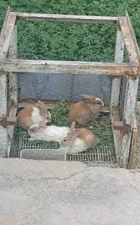 بچه خرگوش ناقلا