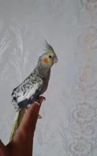 ۳ عدد عروس هلندی سخنگو زیر قیمت