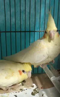 جفت عروس هلندی