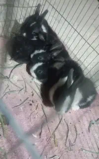 بچه خرگوش