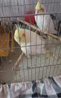 سلام دوتا عروس هلندی نر ماده