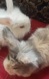 خرگوش بازیگوش