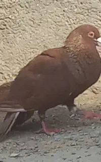 سرخ نر ساده سیا ماده