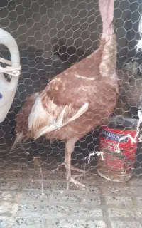بوقلمون بوربورن ماده ۷ ماه