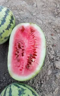 هندوانه.فروشی