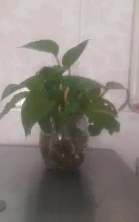 تمیزکاری منازل