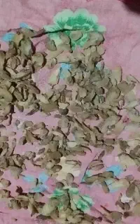 ثعلب