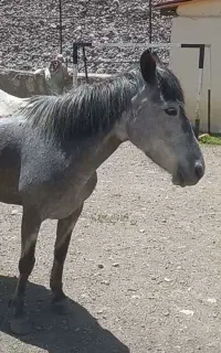 مادیان نیله مهربون