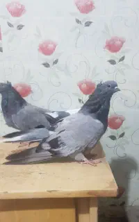 یه جفت جوانه سبز بلند و کشیده کاکولی نوک جمع