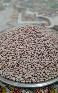 لوبیا چیتی امساله