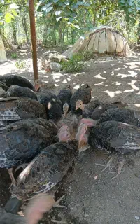 بوقلمون